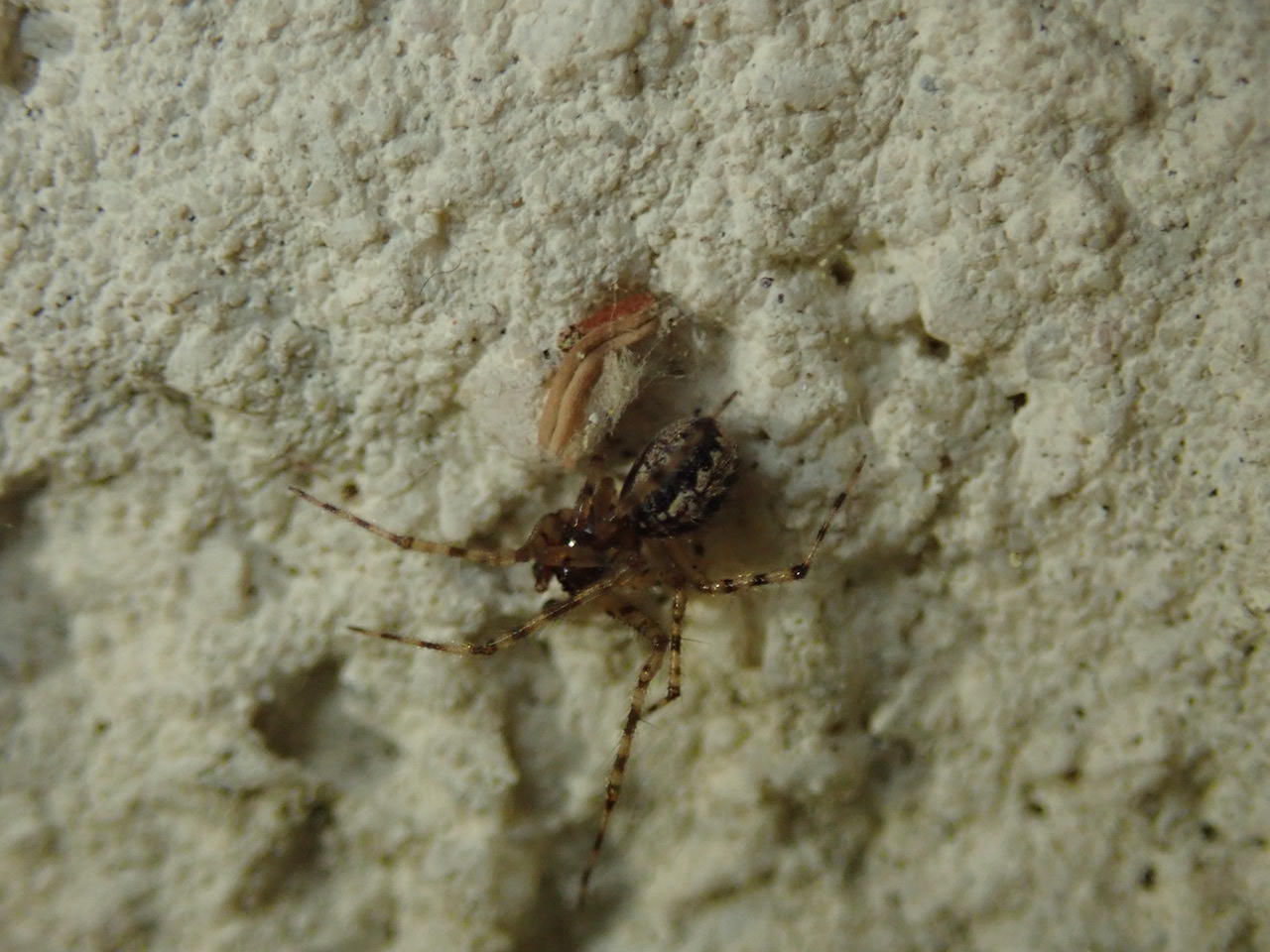 Cryptachaea sp Cryptachaea sp